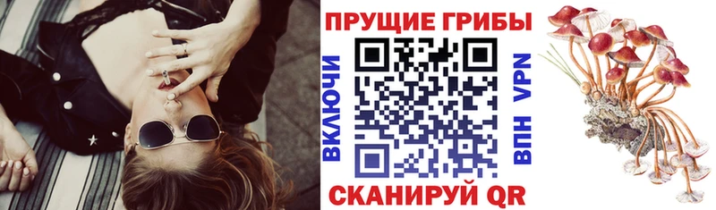 Псилоцибиновые грибы MAGIC MUSHROOMS  хочу наркоту  Приозерск 